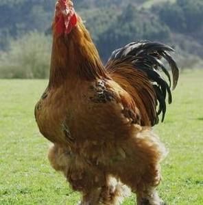 Meet your Posher, Abaddon